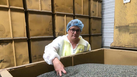 Lentilles, pois chiches… Pourquoi cette coopérative de l’Ouest a une longueur d’avance - Ouest France [Abonnés] | Agriculture en Pays de la Loire | Scoop.it
