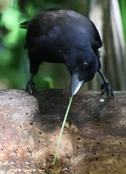 New Caledonian crows reason about hidden causal agents | Science News | Scoop.it