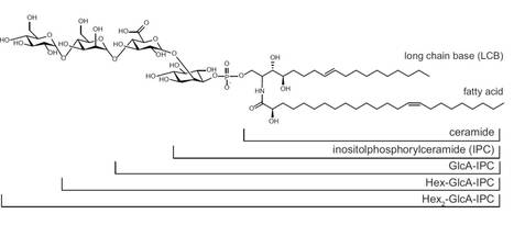 Loss of Inositol Phosphorylceramide Sphingolipid Mannosylation Induces Plant Immune Responses and Reduces Cellulose Content in Arabidopsis | The Plant Cell | Scoop.it