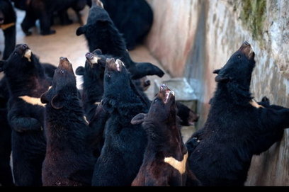Market for Bear Bile Threatens Asian Population | The Asian Food Gazette. | Scoop.it