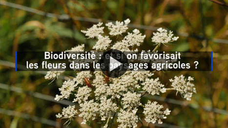 Biodiversité : et si on favorisait les fleurs dans les paysages agricoles ? | Observatoire des sciences de l'univers de Rennes | SCIENCES DU VEGETAL | Scoop.it