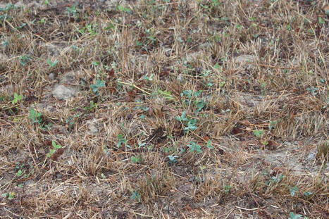 Prairies : Se pr&eacute;parer au retour des pluies | SCIENCES DE L' ANIMAL | Scoop.it