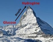 [INP-RECHERCHE] Un « boost » pour les biopiles | InMédias | Scoop.it