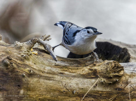 Low Angle Photography with Bird AI | Mirrorless Cameras | Scoop.it