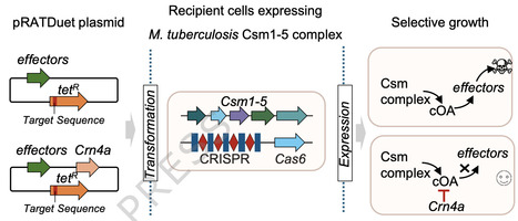 Structure and mechanism of the broad spectrum CRISPR-associated ring nuclease Crn4 | Ncm | RMH | Scoop.it