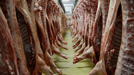 Les abattages de porcs décollent en janvier | Actualité Bétail | Scoop.it