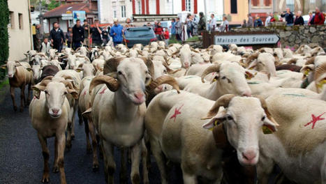 Pyr&eacute;n&eacute;es : la transhumance inscrite au patrimoine mondial immat&eacute;riel de l'humanit&eacute; | Vall&eacute;es d'Aure & Louron - Pyr&eacute;n&eacute;es | Scoop.it