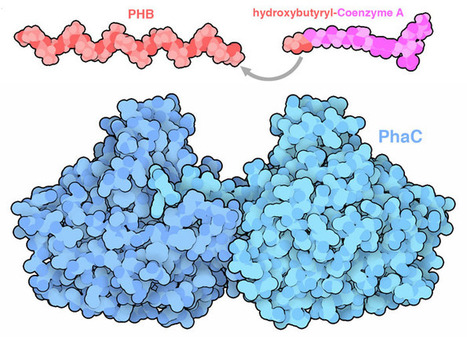 Molecule of the Month: Polyhydroxybutyrate Synthase | iBB | Scoop.it