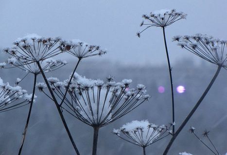 Talvent&ouml;rr&ouml;tt&auml;j&auml; | 1Uutiset - Lukemisen t&auml;hden | Scoop.it