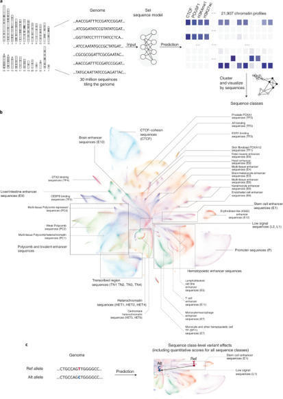 AI generated sequence-based global map of regulatory activity for deciphering human genetics | Amazing Science | Scoop.it