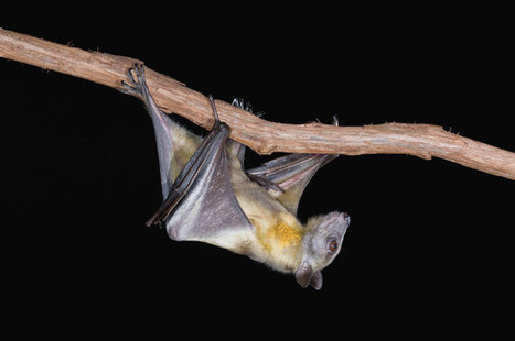 Why Bats Are Such Good Hosts for Ebola and Other Deadly Diseases | WIRED | Rainforest CLASSROOM | Scoop.it