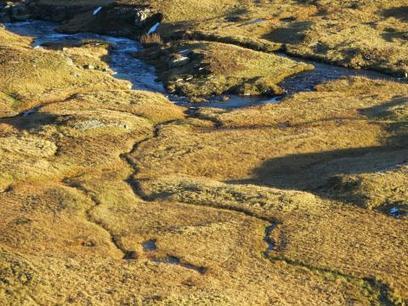 Les milieux humides du Taillefer, une richesse reconnue | Biodiversité | Scoop.it
