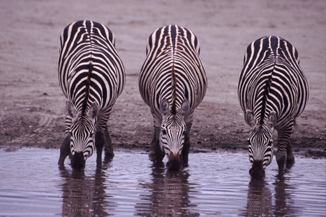 Mystery of zebra stripes revealed | Science News | Scoop.it