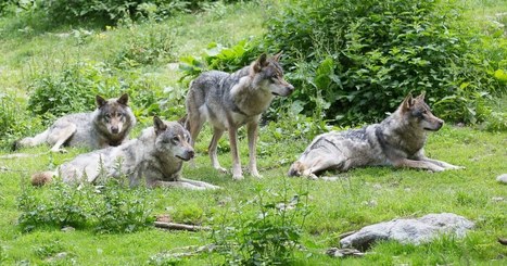 Cinq loups tués en une semaine : les prélèvements suspendus sauf dans les Hautes-Alpes | Biodiversité | Scoop.it