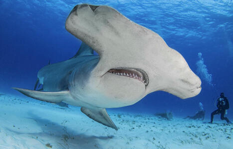 Etats-Unis : Ils jouent au golf… et voient un requin-marteau tomber du ciel | Biodiversité - @ZEHUB on Twitter | Scoop.it