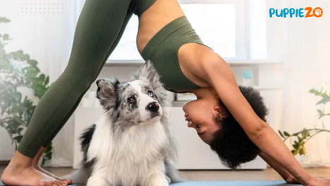 Puppy Yoga: The Perfect Way to De-Stress for Pet Lovers | Puppiezo | Scoop.it