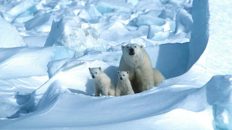 Pourquoi il faut sauver l'ours polaire | Histoires Naturelles | Scoop.it
