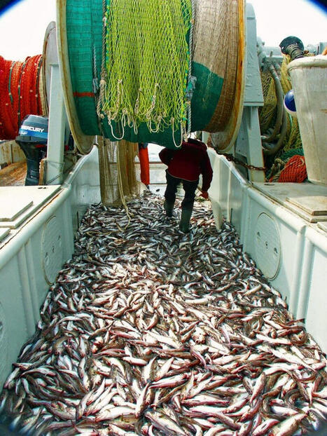 Le colin d’Alaska, star du surgelé | HALIEUTIQUE MER ET LITTORAL | Scoop.it