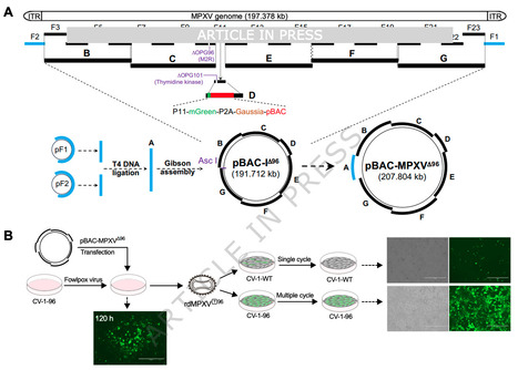 Replication-Defective Mpox Virus Platform for Therapeutic research - Nature Communications | Virus World | Scoop.it