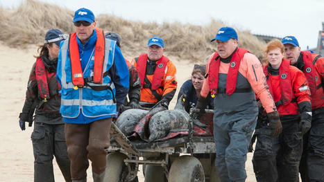 Five stranded dolphins rescued from Wellfleet Harbor mud flats | Soggy Science | Scoop.it