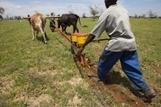 La Zambie développe son agriculture de conservation avec la FAO | Questions de développement ... | Scoop.it