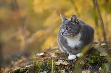 Kissa | 1Uutiset - Lukemisen t&auml;hden | Scoop.it