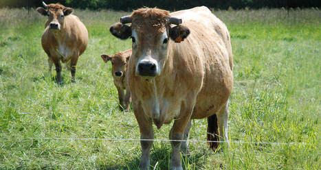 Méthane 2030 : réduire les gaz à effet de serre des élevages bovins français | Actualité Bétail | Scoop.it