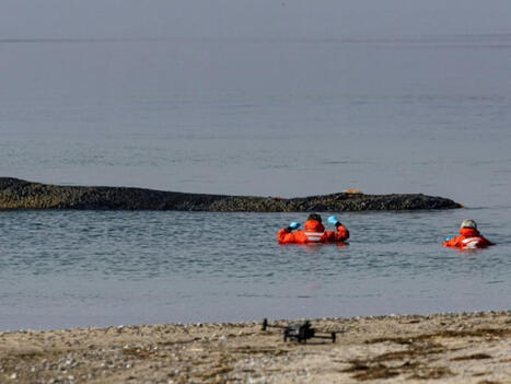 Op&eacute;ration de sauvetage pour une baleine &eacute;chou&eacute;e sur la c&ocirc;te allemande | Biodiversit&eacute; - @ZEHUB on Twitter | Scoop.it