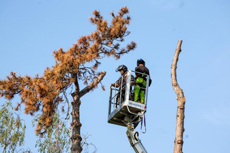 N&eacute;matode du pin&nbsp;: six nouveaux cas d&rsquo;infestation dans les Landes et les Pyr&eacute;n&eacute;es-Atlantiques, le dispositif de lutte &eacute;largi | Landes - Conseils municipaux & communautaires | Scoop.it