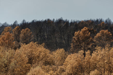 Incendies dans le Var : quels arbres pourront r&eacute;investir les sols calcin&eacute;s par les feux ? | veille th&eacute;matique | Scoop.it
