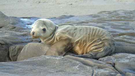 Video shows footage of seal trying to steal from crab trap