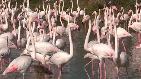 Camargue : un centre de soins pour flamants roses épuisés | Camargue Nature | Scoop.it