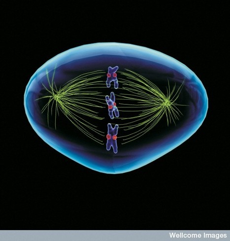 Wellcome Images | Recursos educativos Creative Commons | Scoop.it