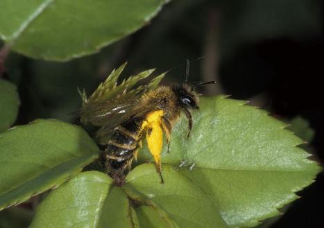 Des abeilles ou du sucre ? | Variétés entomologiques | Scoop.it