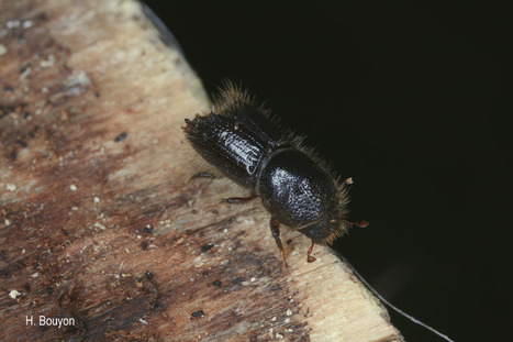 Les données "insectes" du Département de la Santé des Forêts sont sur l'INPN ! | EntomoNews | Scoop.it