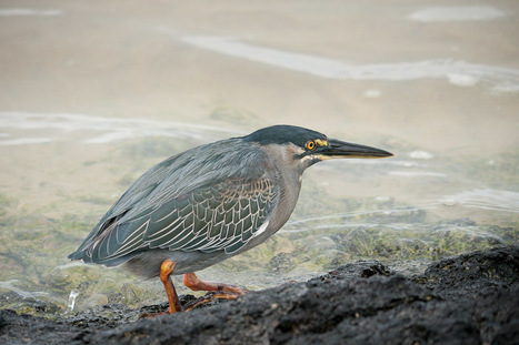 The Ruins of the Moment: Striated heron, Isabela Is., Galápagos ... | Galapagos | Scoop.it