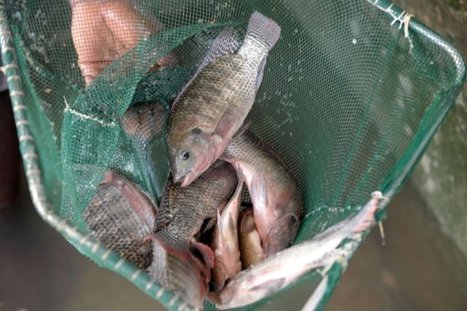 SENEGAL: Struggling Senegal fishermen turn to aquaculture | Stage 5 Sustainable Biomes | Scoop.it