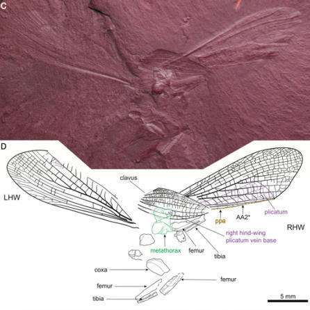 Des empreintes d’ailes fossilisées permettent de résoudre une énigme de l’évolution. | Histoires Naturelles | Scoop.it