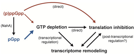 Starvation-independent alarmone production inhibits translation through GTP depletion | brvm | RMH | Scoop.it