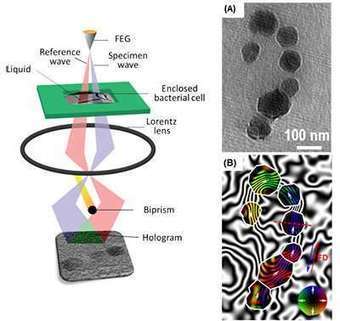 Team maps magnetic fields of bacterial cells and nano-objects for the first time | Amazing Science | Scoop.it