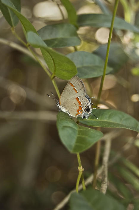 Spiders, not birds, may drive evolution of some butterflies | Insect Archive | Scoop.it