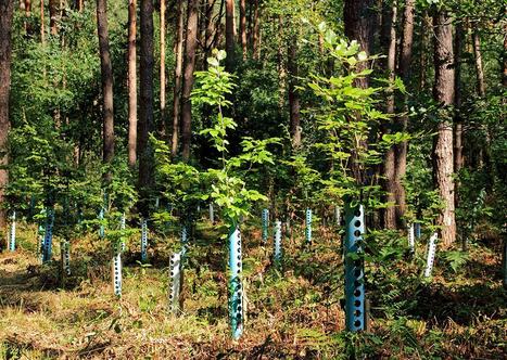 Biodiversit&eacute; : le d&eacute;cret sur l&rsquo;application d&rsquo;un d&eacute;lai diff&eacute;r&eacute; pour la compensation en consultation | Regards crois&eacute;s sur la transition &eacute;cologique | Scoop.it