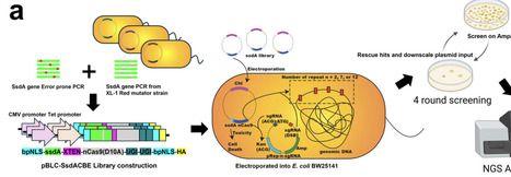 Engineering Compact Base Editors by AlphaFold-Guided Mutation Scan and Escherichia coli-Based Tri-Selection | AdvS | RMH | Scoop.it