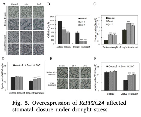 Identification of PP2Cs in six rosaceae species highlights RcPP2C24 as a negative regulator in rose drought tolerance | Plant hormones (Literature sources on phytohormones and plant signalling) | Scoop.it