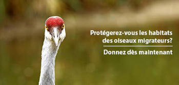 CNC: Oiseaux migrateurs | Histoires Naturelles | Scoop.it