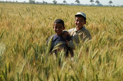 Du blé africain contre le changement climatique - Institut de recherche pour le développement (IRD) | SCIENCES DU VEGETAL | Scoop.it