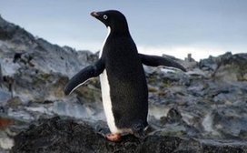 Google Penguin 2.0: The Updated Reference Guide | Google Penalty World | Scoop.it