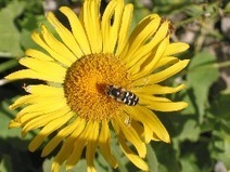 Les insectes : Les amis du jardinier | Agir pour la biodiversité ! | Scoop.it