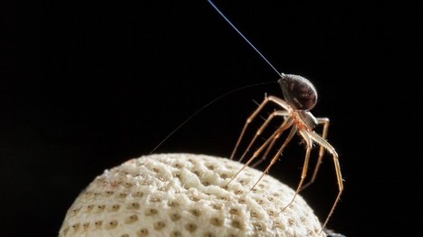 Spiders Can Fly Thousands of Miles With Electric Power | Strange days indeed... | Scoop.it