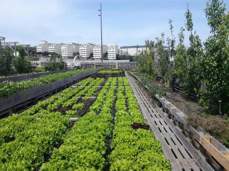 Menace verte ? Une étude révèle que les aliments issus de l’agriculture urbaine ont une empreinte carbone 6 fois plus importante | ESPACES VEGETALISES URBAINS | Scoop.it